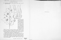 Alternaria solani image